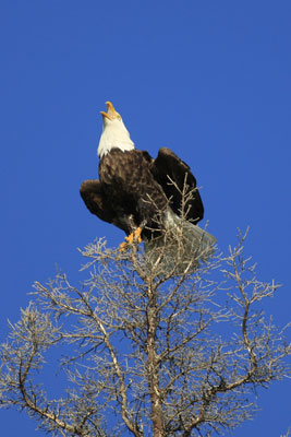 Wildlife photography by Neil Salisbury